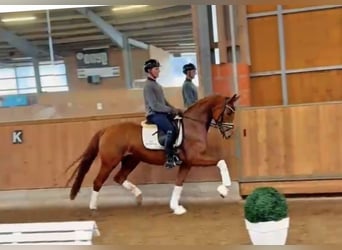 Oldenburger, Stute, 4 Jahre, 165 cm, Fuchs