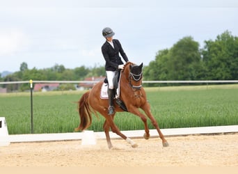 Oldenburger, Stute, 4 Jahre, 165 cm, Fuchs