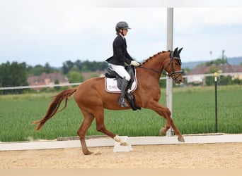 Oldenburger, Stute, 4 Jahre, 165 cm, Fuchs