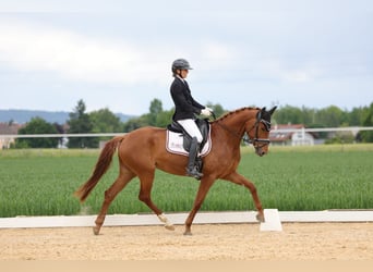 Oldenburger, Stute, 4 Jahre, 165 cm, Fuchs