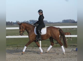 Oldenburger, Stute, 4 Jahre, 165 cm, Fuchs