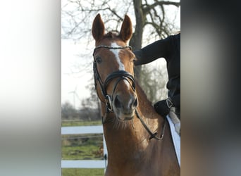 Oldenburger, Stute, 4 Jahre, 165 cm, Fuchs