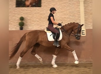 Oldenburger, Stute, 4 Jahre, 165 cm, Fuchs