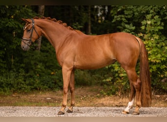 Oldenburger, Stute, 4 Jahre, 165 cm, Fuchs