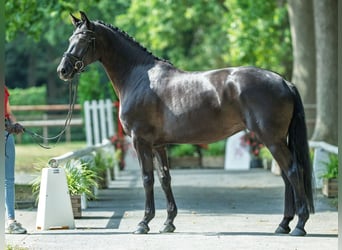 Oldenburger, Stute, 4 Jahre, 165 cm, Rappe