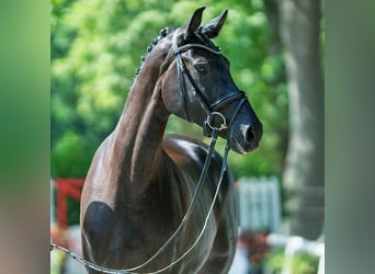 Oldenburger, Stute, 4 Jahre, 165 cm, Rappe