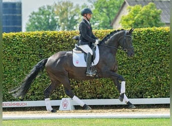 Oldenburger, Stute, 4 Jahre, 165 cm, Rappe