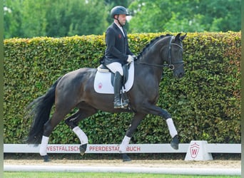 Oldenburger, Stute, 4 Jahre, 165 cm, Rappe