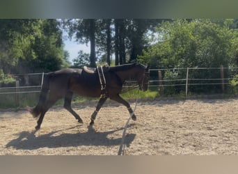 Oldenburger, Stute, 4 Jahre, 165 cm, Rappe