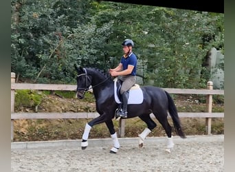Oldenburger, Stute, 4 Jahre, 165 cm, Schwarzbrauner