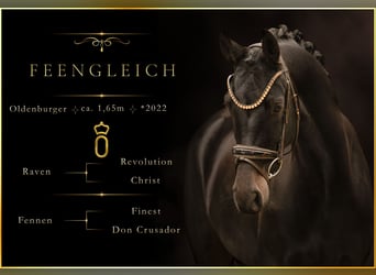 Oldenburger, Stute, 4 Jahre, 165 cm, Schwarzbrauner