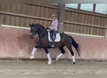 Oldenburger, Stute, 4 Jahre, 165 cm, Schwarzbrauner