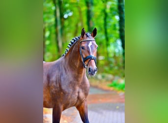 Oldenburger, Stute, 4 Jahre, 166 cm, Brauner