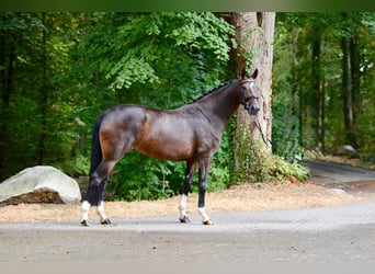 Oldenburger, Stute, 4 Jahre, 166 cm, Brauner