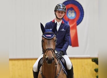 Oldenburger, Stute, 4 Jahre, 166 cm, Brauner