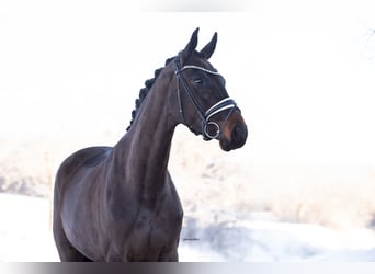 Oldenburger, Stute, 4 Jahre, 166 cm, Dunkelbrauner