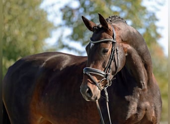 Oldenburger, Stute, 4 Jahre, 166 cm, Dunkelbrauner
