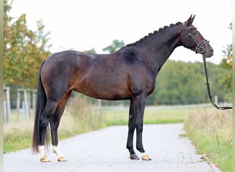 Oldenburger, Stute, 4 Jahre, 166 cm, Dunkelbrauner