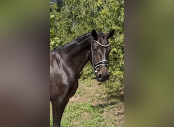 Oldenburger, Stute, 4 Jahre, 166 cm, Dunkelbrauner