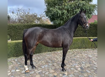 Oldenburger, Stute, 4 Jahre, 166 cm, Dunkelbrauner