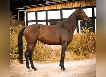 Oldenburger, Stute, 4 Jahre, 166 cm, Dunkelbrauner