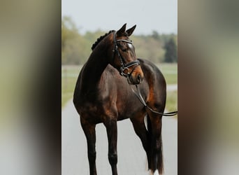Oldenburger, Stute, 4 Jahre, 166 cm, Dunkelbrauner