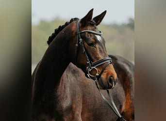 Oldenburger, Stute, 4 Jahre, 166 cm, Dunkelbrauner