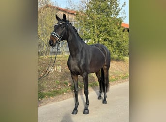 Oldenburger, Stute, 4 Jahre, 166 cm, Dunkelbrauner