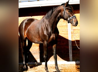 Oldenburger, Stute, 4 Jahre, 166 cm, Dunkelbrauner