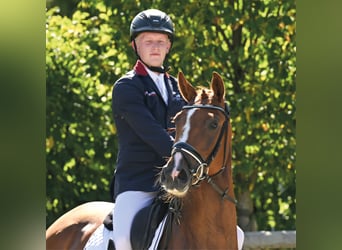 Oldenburger, Stute, 4 Jahre, 166 cm, Dunkelfuchs