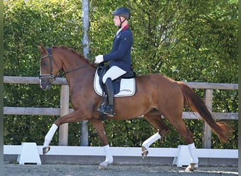 Oldenburger, Stute, 4 Jahre, 166 cm, Dunkelfuchs