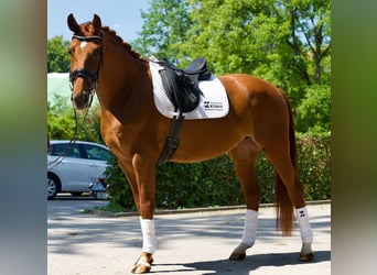 Oldenburger, Stute, 4 Jahre, 166 cm, Fuchs