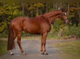 Oldenburger, Stute, 4 Jahre, 166 cm, Fuchs