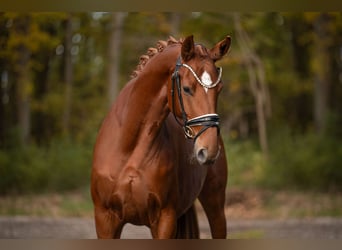 Oldenburger, Stute, 4 Jahre, 166 cm, Fuchs