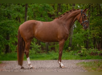 Oldenburger, Stute, 4 Jahre, 166 cm, Fuchs