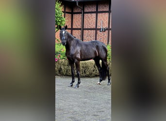Oldenburger, Stute, 4 Jahre, 166 cm, Rappe