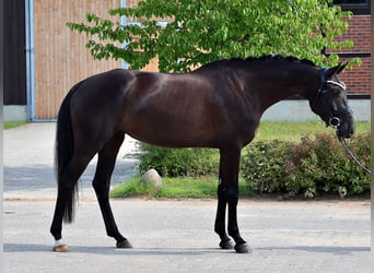 Oldenburger, Stute, 4 Jahre, 166 cm, Rappe