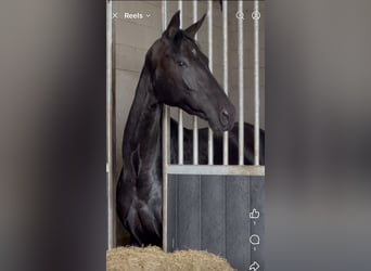 Oldenburger, Stute, 4 Jahre, 166 cm, Rappe