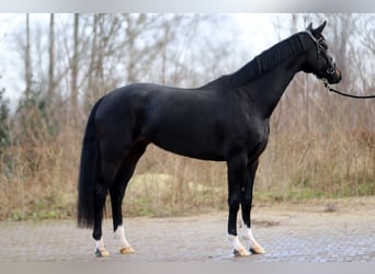 Oldenburger, Stute, 4 Jahre, 166 cm, Rappe