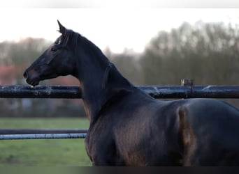 Oldenburger, Stute, 4 Jahre, 166 cm, Rappe