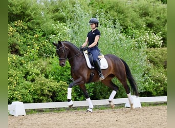 Oldenburger, Stute, 4 Jahre, 166 cm, Schwarzbrauner