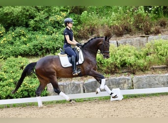 Oldenburger, Stute, 4 Jahre, 166 cm, Schwarzbrauner