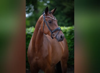 Oldenburger, Stute, 4 Jahre, 167 cm, Brauner