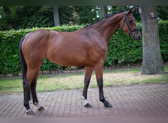 Oldenburger, Stute, 4 Jahre, 167 cm, Brauner