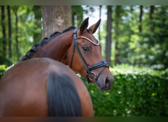 Oldenburger, Stute, 4 Jahre, 167 cm, Brauner