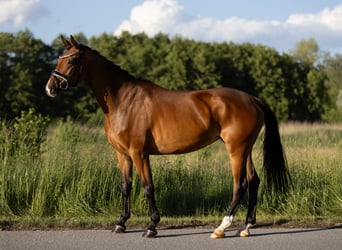 Oldenburger, Stute, 4 Jahre, 167 cm, Brauner
