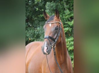 Oldenburger, Stute, 4 Jahre, 167 cm, Brauner