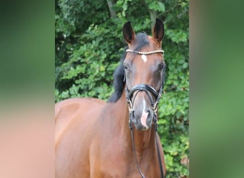 Oldenburger, Stute, 4 Jahre, 167 cm, Brauner
