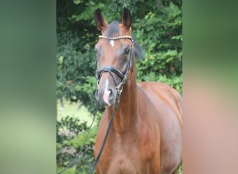 Oldenburger, Stute, 4 Jahre, 167 cm, Brauner