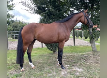 Oldenburger, Stute, 4 Jahre, 167 cm, Brauner